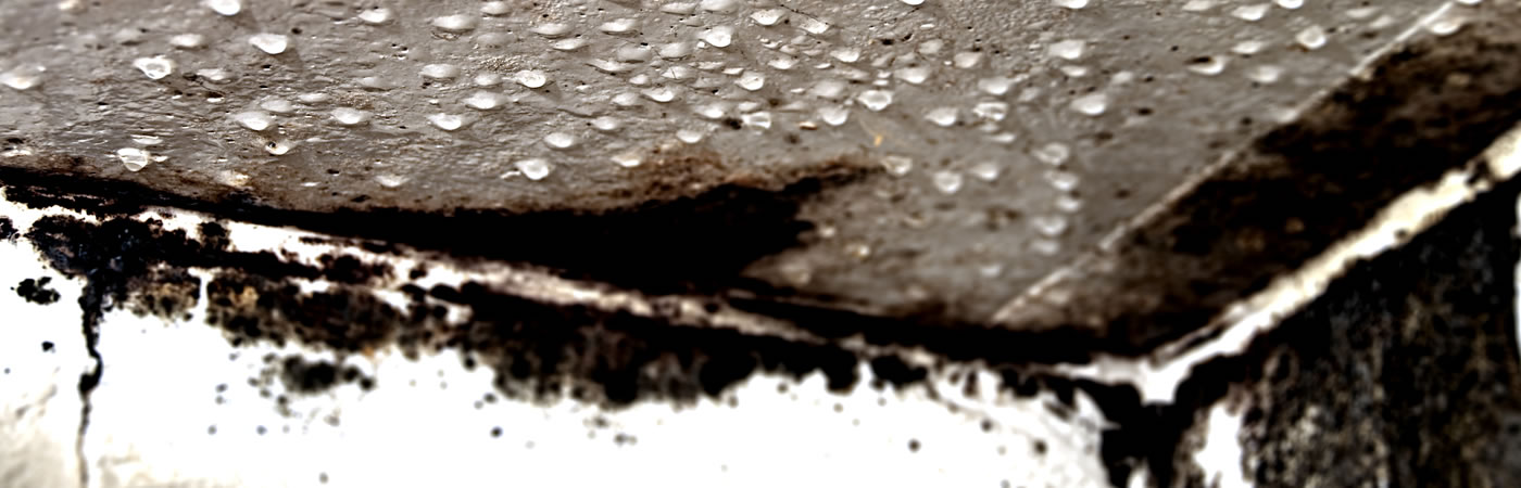 KK Environmental Services are Mold Mitigation Experts