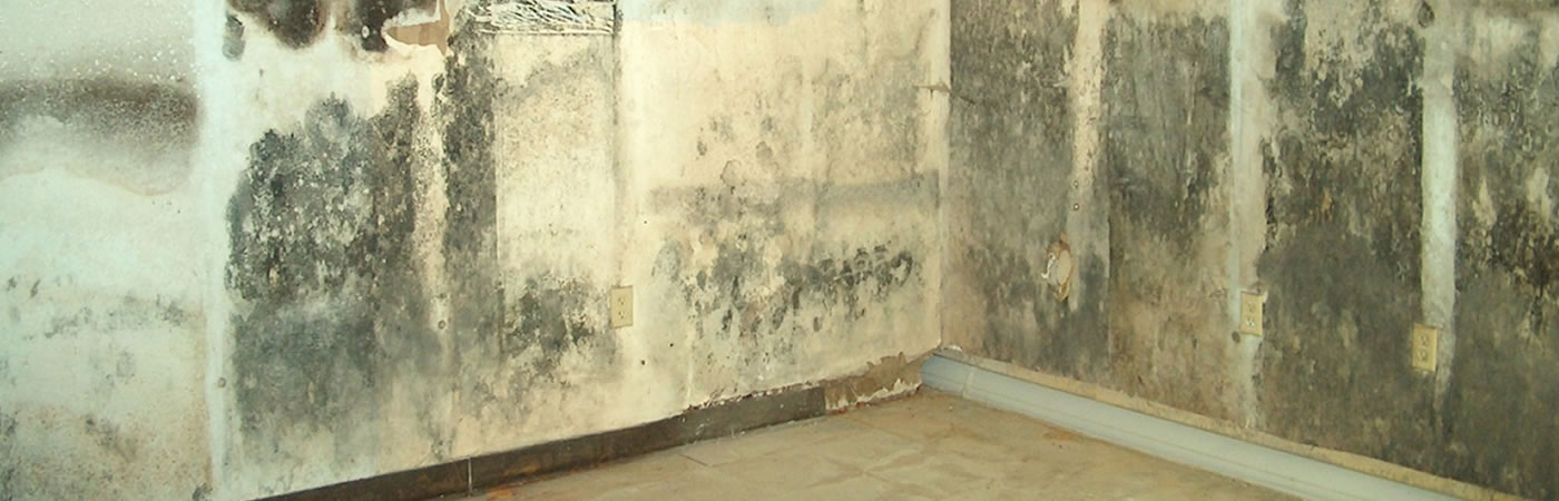 KK Environmental Services are Mold Mitigation Experts